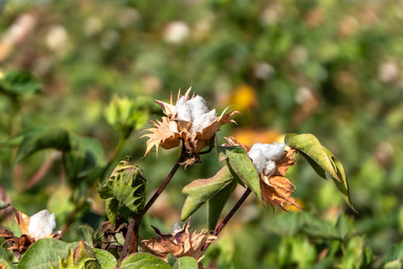 Field of ripe cotton balls in the countryside ready for harvesting.の写真素材