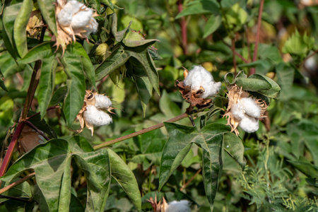 Field of ripe cotton balls in the countryside ready for harvesting.の写真素材