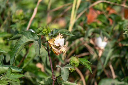 Field of ripe cotton balls in the countryside ready for harvesting.の写真素材