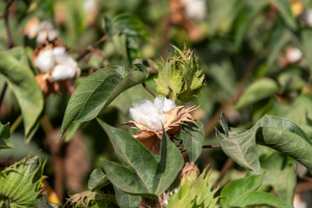Field of ripe cotton balls in the countryside ready for harvesting.の写真素材