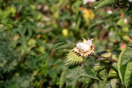 Field of ripe cotton balls in the countryside ready for harvesting.の写真素材
