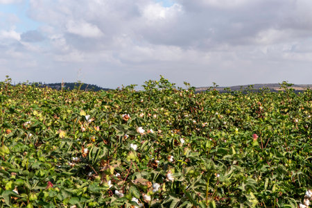Field of ripe cotton balls in the countryside ready for harvesting.の写真素材
