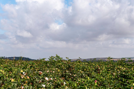 Field of ripe cotton balls in the countryside ready for harvesting.の写真素材