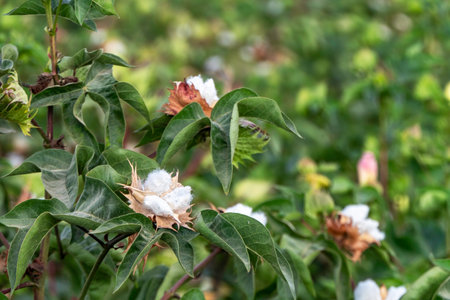 Field of ripe cotton balls in the countryside ready for harvesting.の写真素材