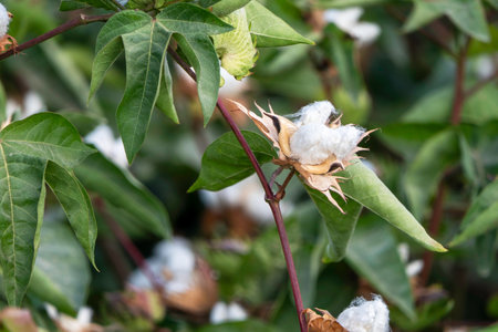 Field of ripe cotton balls in the countryside ready for harvesting.の写真素材