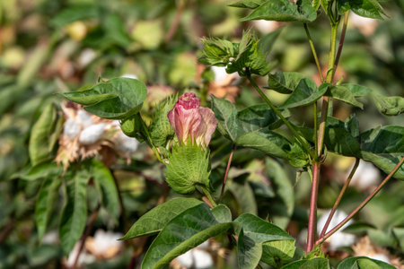 Delicate cotton flower closeup among green foliage. Israelの写真素材