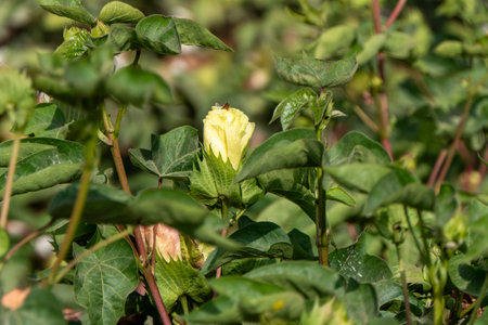 Delicate cotton flower closeup among green foliage. Israelの写真素材
