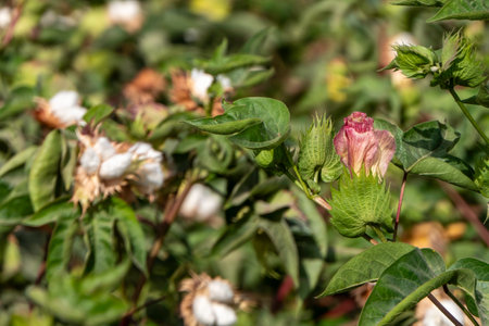 Delicate cotton flower closeup among green foliage. Israelの写真素材
