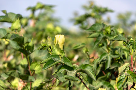 Delicate cotton flower closeup among green foliage. Israelの写真素材