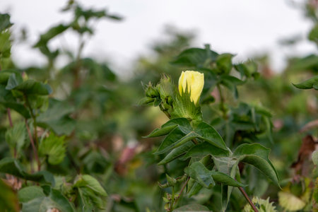 Delicate cotton flower closeup among green foliage. Israelの写真素材