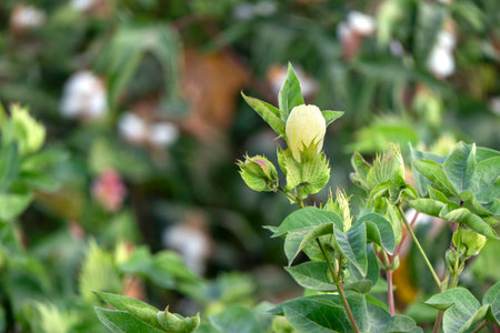Delicate cotton flower closeup among green foliage. Israelの写真素材