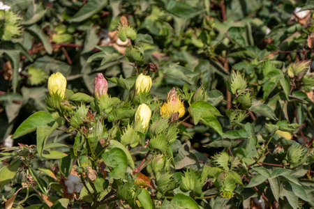 Delicate cotton flower closeup among green foliage. Israelの写真素材