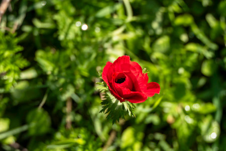 Beautiful wild red Anemone close-upの写真素材