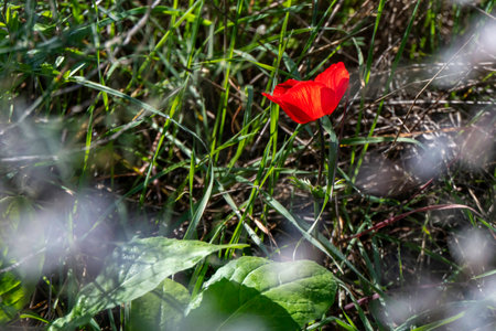 Beautiful wild red Anemone close-upの写真素材