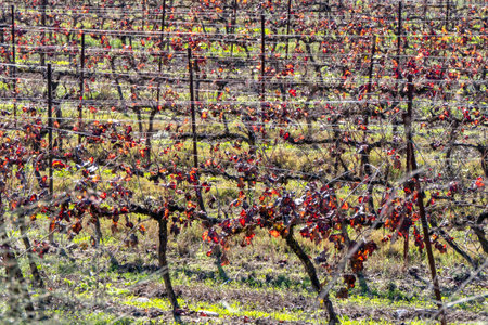 picturesque autumn multicolor grape leavesの写真素材