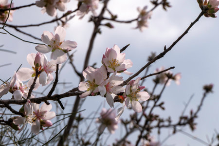 Pink almond flowers and buds close-up in orchardの写真素材
