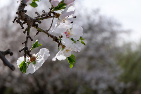 Pink almond flowers and buds close-up in orchardの写真素材