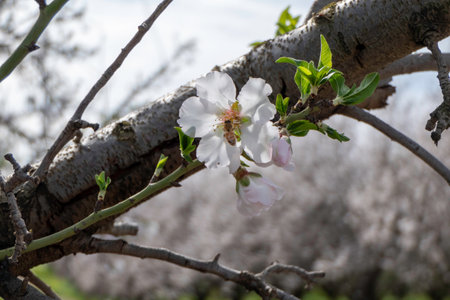 Pink almond flowers and buds close-up in orchardの写真素材