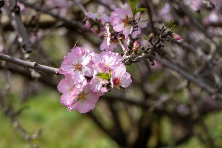 Pink almond flowers and buds close-up in orchardの写真素材