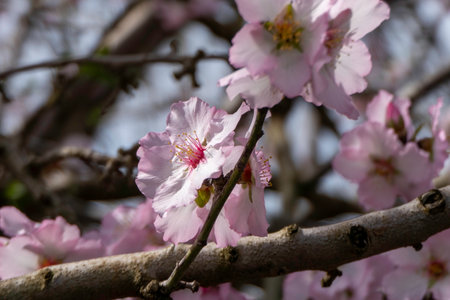 Pink almond flowers and buds close-up in orchardの写真素材