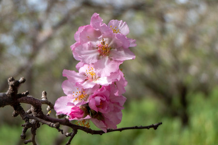 Pink almond flowers and buds close-up in orchardの写真素材