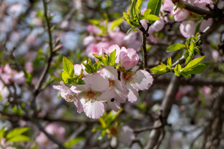 Pink almond flowers and buds close-up in orchardの写真素材