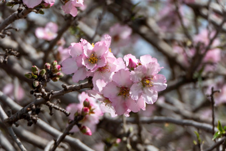 Pink almond flowers and buds close-up in orchardの写真素材