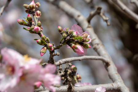 Pink almond flowers and buds close-up in orchardの写真素材