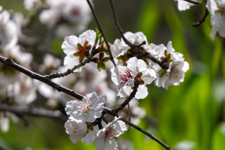 Pink almond flowers and buds close-upの写真素材
