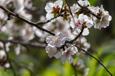 Pink almond flowers and buds close-upの写真素材