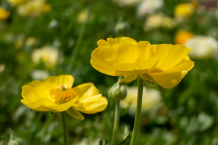 close-up of yellow Ranunculus Buttercups flowers in full bloomの写真素材