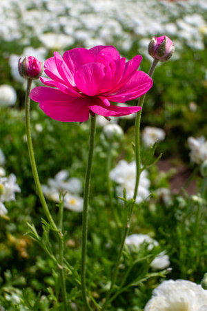 close-up of pink Ranunculus Buttercups flowers in full bloom.