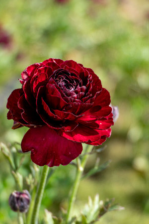 close-up of Burgundy Ranunculus Buttercups flowers in full bloomの写真素材