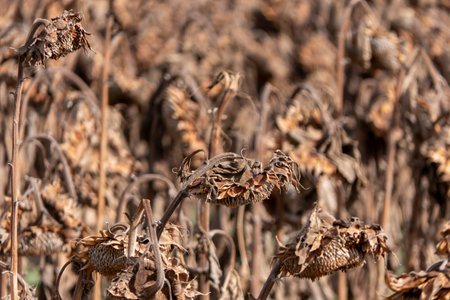 Dry Sunflower Heads: Natures Golden Beauty Capturedの写真素材