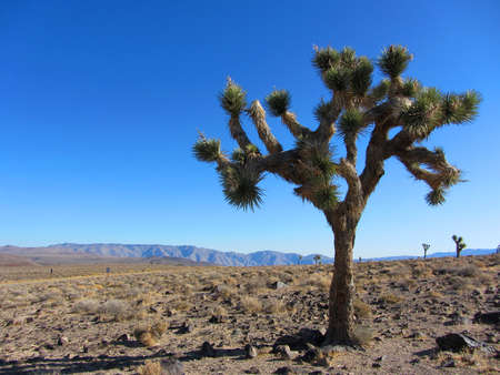 Joshua Tree, Yucca brevifolia, Californiaの写真素材