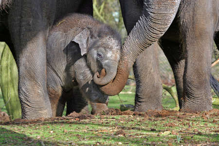 baby elephantの写真素材
