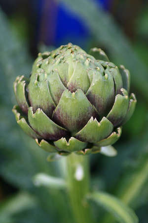 globe artichokeの写真素材