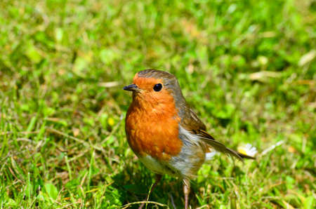 Bird standing in the grass in Phoenix Park, Dublinの写真素材