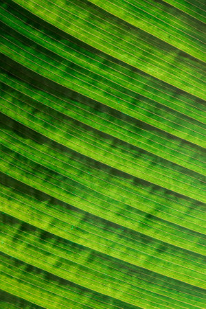 close up of beautiful green leaf plant with lots of color and texture, artistically captured.の写真素材