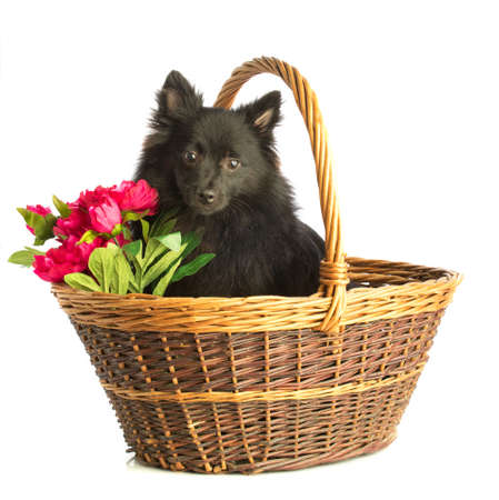 Black doy in basketの写真素材