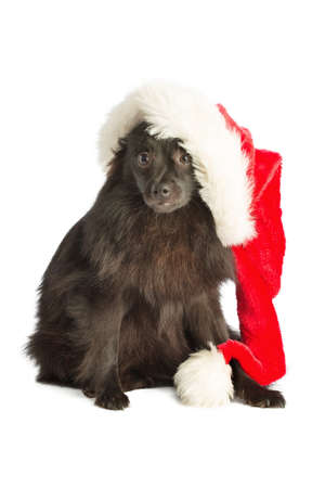 Black pomeranian dog with Santa's hatの写真素材