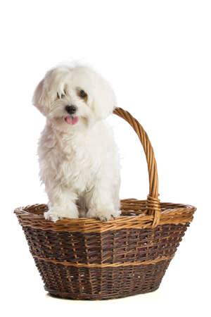 Lovely bichon on white background in basketの写真素材
