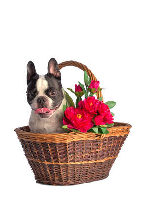 French bulldogの写真素材