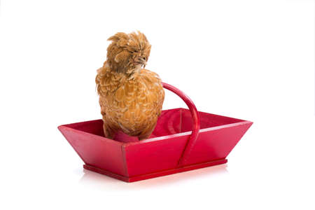 Brown hen in basket on white backgroundの写真素材