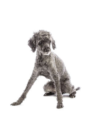 Old grey dog Poodle sittingの写真素材