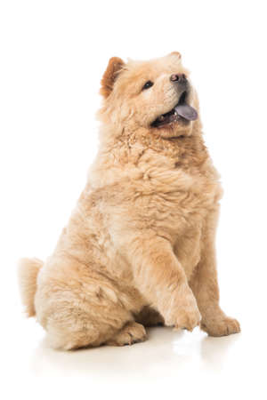 Lovely chow-chow beige settingの写真素材