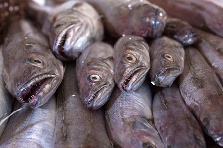 hake on ice at a fishmonger