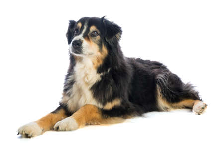Tricolor black Australian shepherd on white backgroundの写真素材