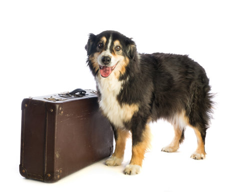 Tricolor black Australian shepherd with suitcase on white backgroundの写真素材