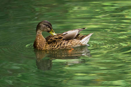 female duck in the green water of a pond is washing the feathersの写真素材
